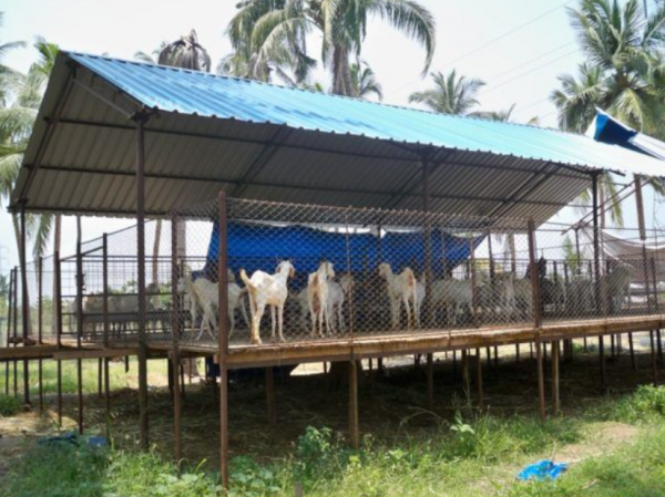 Desain Kandang Kambing untuk Peternakan